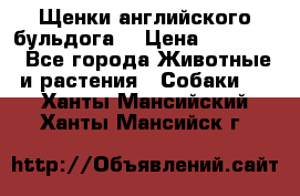 Щенки английского бульдога  › Цена ­ 60 000 - Все города Животные и растения » Собаки   . Ханты-Мансийский,Ханты-Мансийск г.